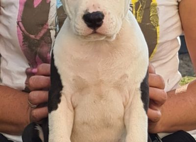 aststubline61598459376