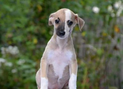 engleskihrt011598632067