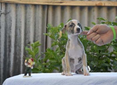 engleskihrt051598632079