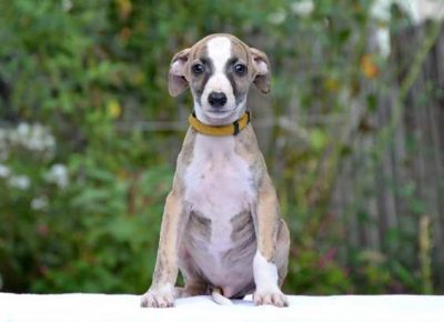 engleskihrt061598632082