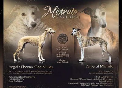 engleskihrt071598632085