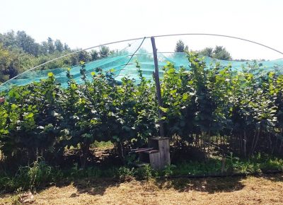 slike20202681597424747