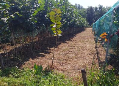 slike20202701597424759