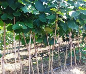 slike20202721597424739