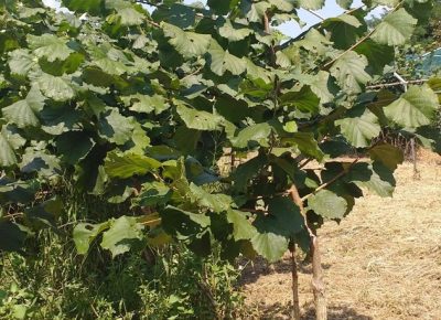 slike20202741597424778