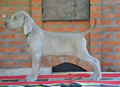 vajmarskipticar011598818552