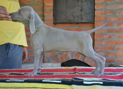 vajmarskipticar021598818552