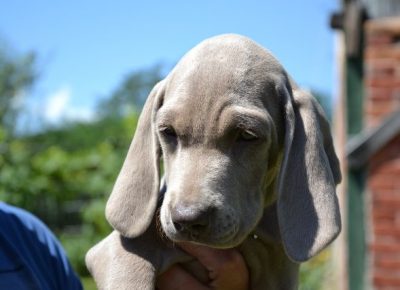 vajmarskipticar031598818551