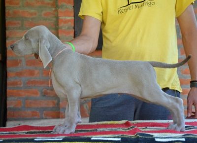 vajmarskipticar041598818552