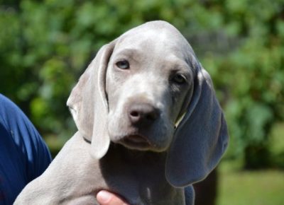 vajmarskipticar051598818551