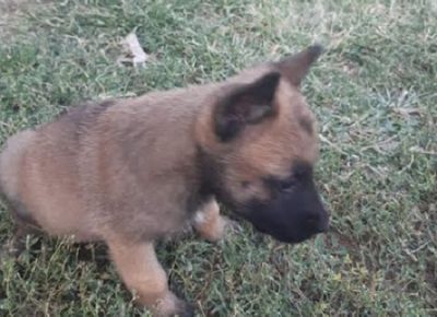 1StankovicS1601060254