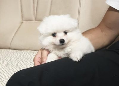 1pomeranac1601311419