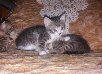 202008301314471599254131