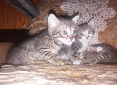 202008301315031599254126