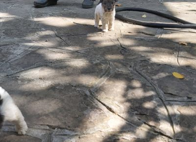 202009201332321600606204