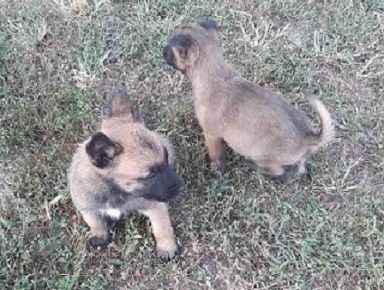 2StankovicS1601060260