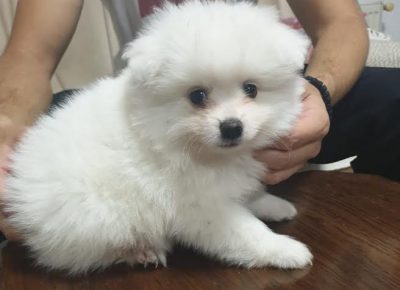 2pomeranac1601311424