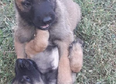 3StankovicS1601060265