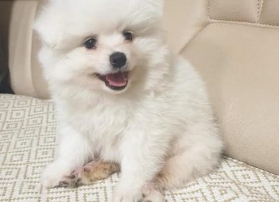 3pomeranac1601311430