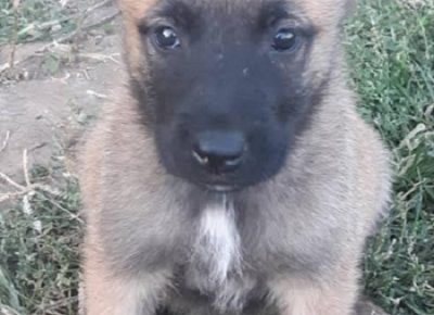 4StankovicS1601060270