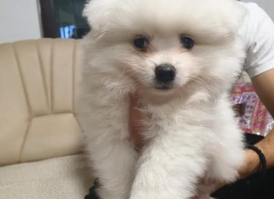 4pomeranac1601311436