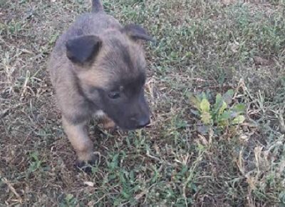 5StankovicS1601060275