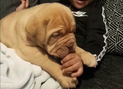 DogueDeBordeaux21601376000