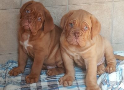 DogueDeBordeaux421601376001