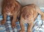 DogueDeBordeaux51601376001