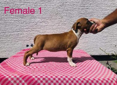 americkistafordskiterijer01a1599678492