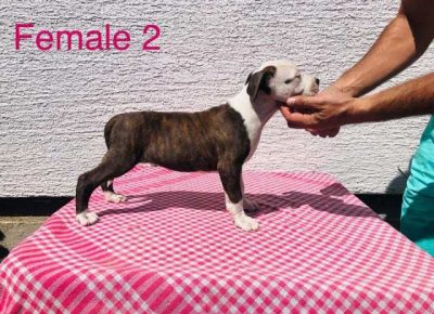 americkistafordskiterijer03a1599678493