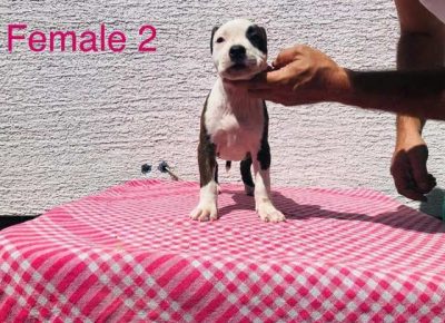 americkistafordskiterijer04a1599678493