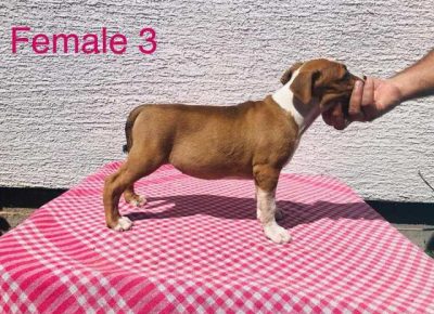 americkistafordskiterijer05a1599678491