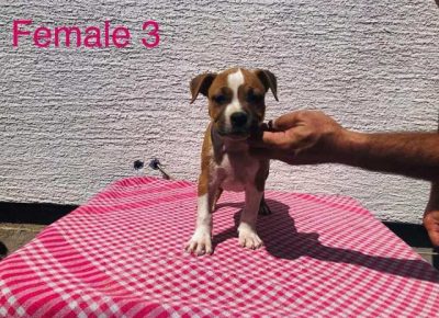 americkistafordskiterijer06a1599678492