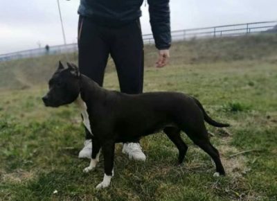 americkistafordskiterijermajkacrna1599678493