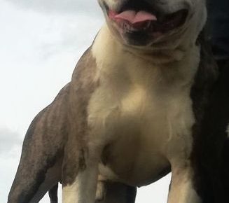 americkistafordskiterijerotactigrasti1599678492