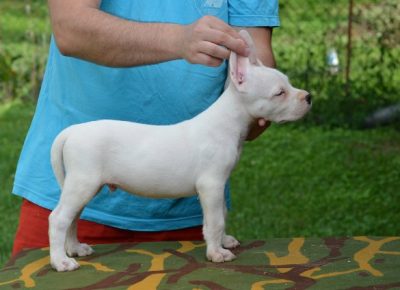 dogoargentino011599315810