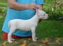 dogoargentino011599315810