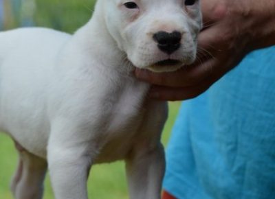 dogoargentino021599315811