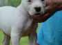 dogoargentino021599315811