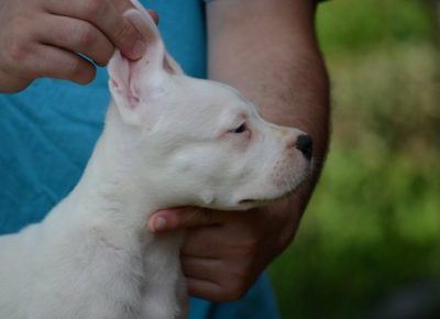dogoargentino031599315811