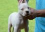dogoargentino041599315811