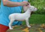 dogoargentino051599315810