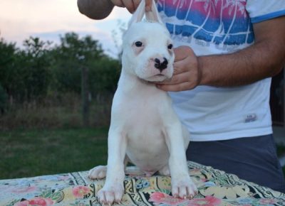 dogoargentino071599315810