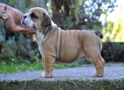 engleskibuldog011601024659