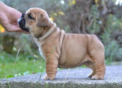 engleskibuldog031601024659