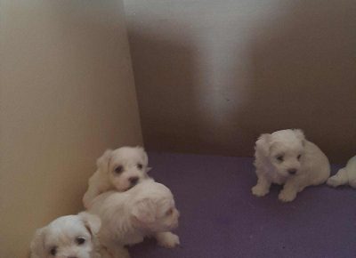 maltići3l1600094265