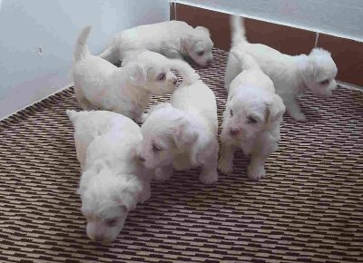 maltićigl1600094263