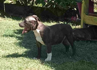 monikapet21601142358