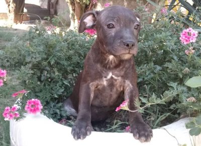 monikapet31601142357